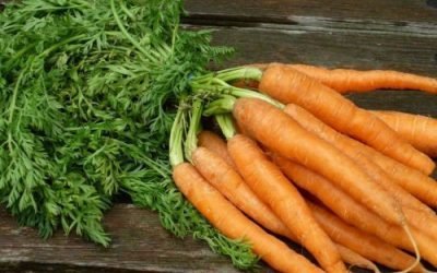 Правила застосування морквяної бадилля при гемороїдальних вузлах
