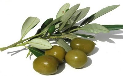 Як вибрати оливки: поради правильного вибору оливок