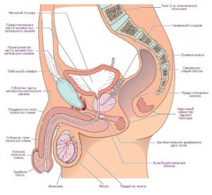 Аглютинація сперматозоїдів причини діагностика рекомендації лікування