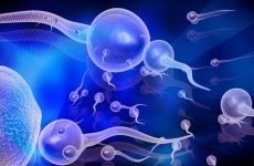 Де утворюються сперматозоїди: тривалість життя