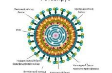 Інкубаційний період ротавірусної кишкової інфекції у дітей та дорослих, як вона передається