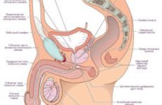 Рухливість сперматозоїдів причини анатомія діагностика лікування рекомендації