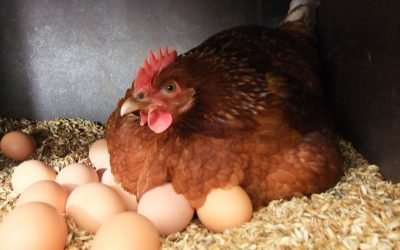 Чи можна вживати яйця при гастриті: користь і шкода продукту