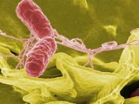 Живі бактерії для кишечника: назва препаратів, корисні пробіотики