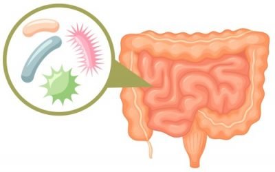 Опис цитробактера та небезпеку для здоров’я людини бактерії