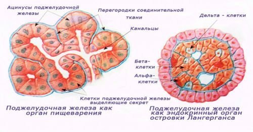 Гормони підшлункової залози: їх функції, як вони називаються, біологічна роль, препарати
