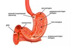 Антральний гастрит (антрум): симптоми і лікування антрального відділу шлунка