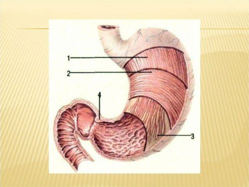 Атонія шлунка: симптоми, лікування, причини та діагностика