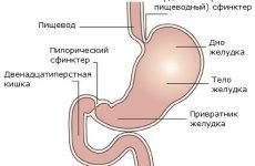 Анатомія шлунка людини: будова, частини, функції