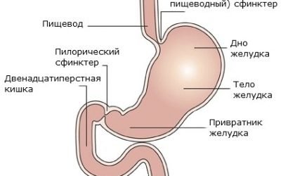 Анатомія шлунка людини: будова, частини, функції