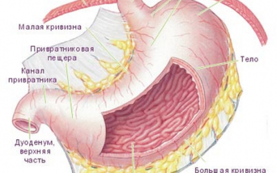 Симптоми і лікування варикозу шлунка