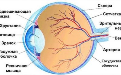 Зміцнення судин очей: сосудоукрепляющим препарати та народні засоби