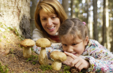 Чи можна дитині давати гриби?