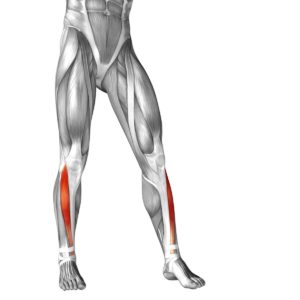 Будова ноги нижче коліна: картинки кісток і мязів гомілки у людини