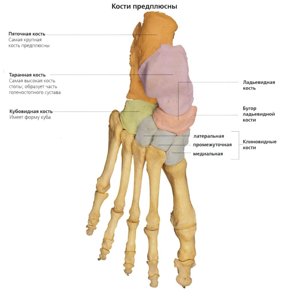 Переломы скелета. Кости предплюсны стопы анатомия. Ладьевидная клиновидная кость стопы. Клиновидные кости стопы анатомия. Строение стопы плюсна предплюсна.