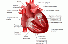 Варіанти, ознаки та ускладнення додаткової хорди в серці