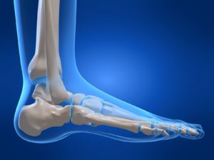 Стопа людини: будова і позначення кісток і звязок ноги, захворювання