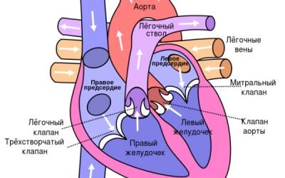 Атрофія лівого шлуночка серця: що це таке, симптоми і методи лікування
