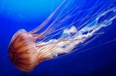 Чим небезпечний опік медузи, і як усунути наслідки