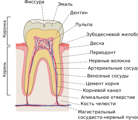Як відбуваються вивихи і переломи зубів, яке лікування призначається при цих травмах