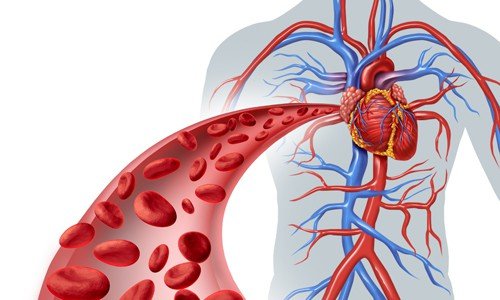 За яким судинах кров рухається до серця?