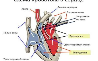 Вправи для зміцнення серцево судинної системи