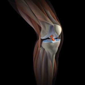 Будова коліна   колінного суглоба людини: звязки і мязи ноги, фото і картинки