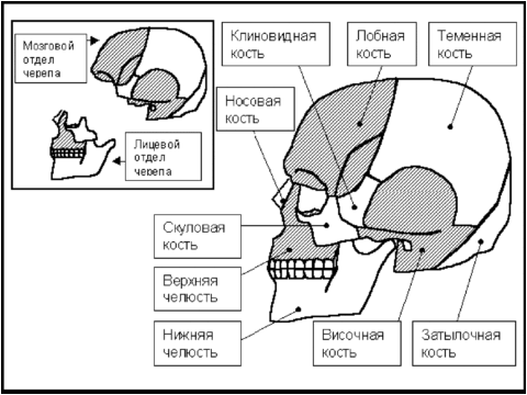 Відкритий перелом черепа: всі особливості травми