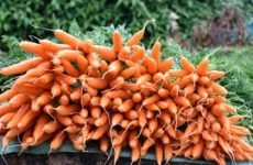 Морква користь і шкоду для організму, скільки можна їсти
