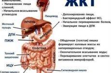 Захворювання ШКТ: симптоми і лікування хвороб шлунково-кишкового тракту