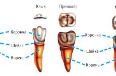 Що таке очні зуби: розташування в порожнині рота і характеристики