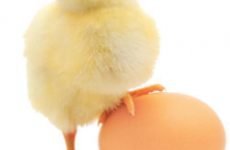 Ефективні рецепти масок з білка яйця від зморшок, для жирної і сухої шкіри обличчя