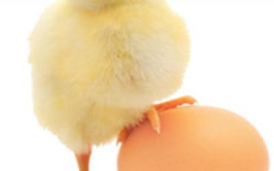 Ефективні рецепти масок з білка яйця від зморшок, для жирної і сухої шкіри обличчя