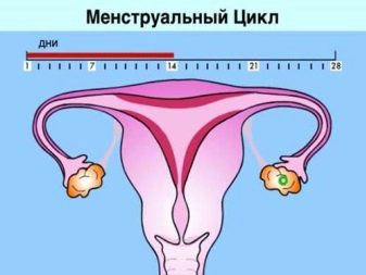 Прогестерон підвищити (27 фото): недолік низького показника у жінок, симптоми нестачі і лікування природними способами