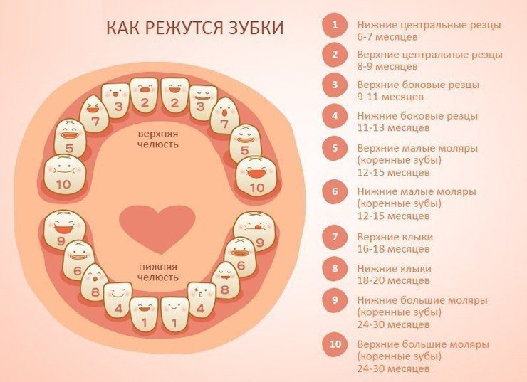 Скільки повинно бути зубів у дитини в 2 роки: кількість і терміни прорізування