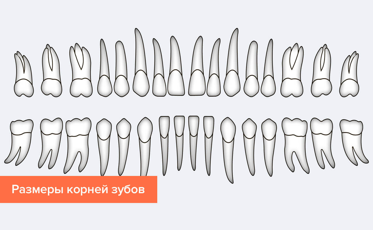 Будова зубів людини: схема розташування і анатомічні особливості