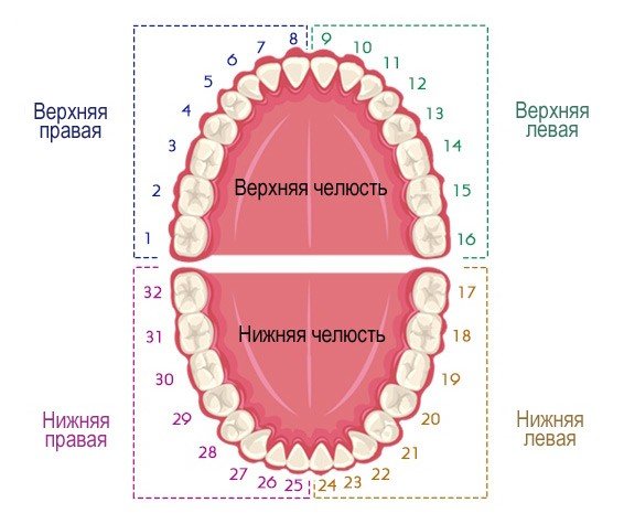 Будова зубів людини: схема розташування і анатомічні особливості