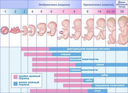 Скринінг 2 триместру (39 фото): терміни проведення другого УЗД при вагітності, що це таке і що дивляться, норми і розшифровка результатів