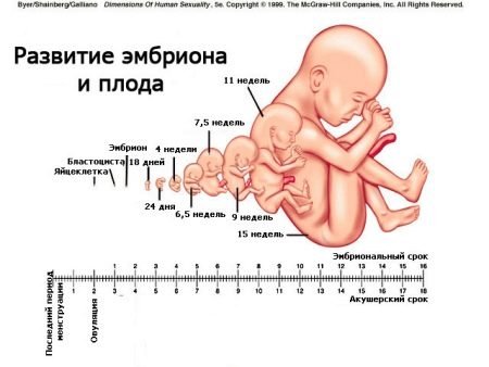 Як швидко росте ембріон на ранніх термінах?
