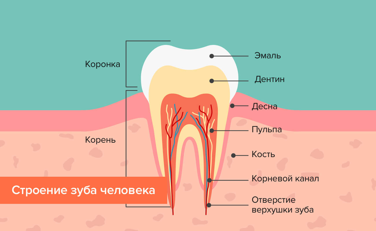 Скільки каналів знаходиться в нижніх і верхніх зубах, від чого залежить їх кількість