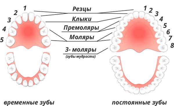 Скільки зубів у людини: кількість і назви зубів у дорослого і дитини
