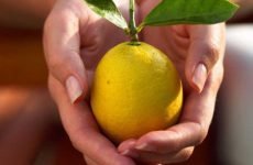 Лимон підвищує або знижує тиск і як зробити з нього ліки?