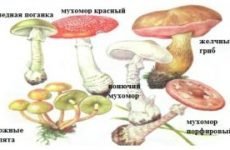 Отруєння грибами – симптоми і ознаки: через скільки наступають, перша допомога та профілактика отруєнь грибами