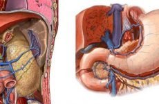 Голотопія шлунка: причини зсуву, симптоми