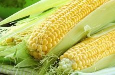 Чому кукурудза не перетравлюється в шлунку і яка від неї користь?