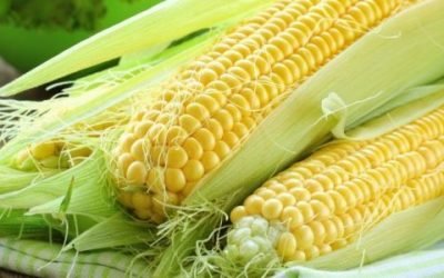 Чому кукурудза не перетравлюється в шлунку і яка від неї користь?