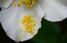 Властивості квіткового пилку: як вона впливає на організм