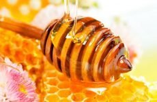 Лікування печінки медом: ефективні і дієві способи