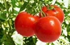 Корисні властивості помідорів і вплив на організм