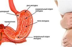Шлунок людини: будова, анатомія, функції